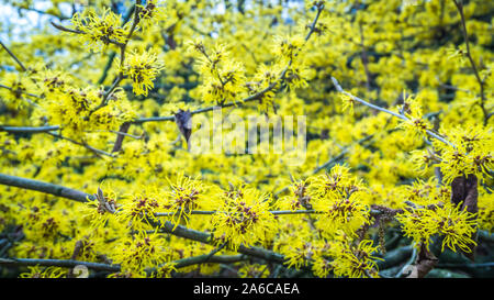 Fleurs jaune d'une noisette de sorcière Banque D'Images