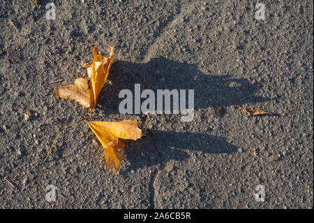 Voir ci-dessus de deux jaunes d'érable feuilles tombées sur le sol en givre. Automne fond concept, vue d'en haut. Deux feuilles jaunes sur l'asphalte. Banque D'Images