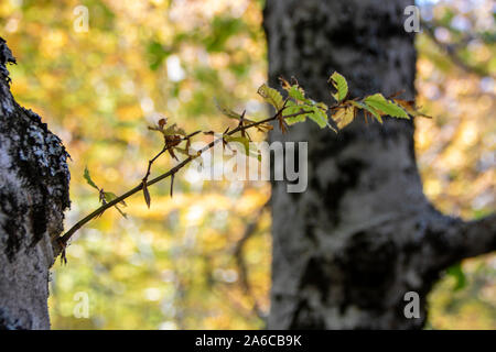 Feuillage d'automne dans les hêtraies du parc national des Abruzzes en Italie Banque D'Images