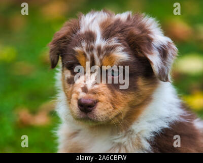 Petit chien portrait outdoor Banque D'Images