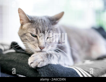 Un intérieur gris tabby shorthair cat grooming elle-même Banque D'Images