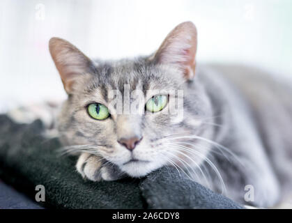 Une ambiance intérieure gris tabby shorthair chat posant sa tête sur sa patte Banque D'Images