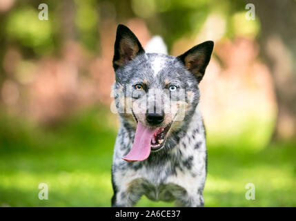 Un heureux chien bovins australiens avec heterochromia dans ses yeux, et haletant avec une très longue langue sortir de sa bouche Banque D'Images