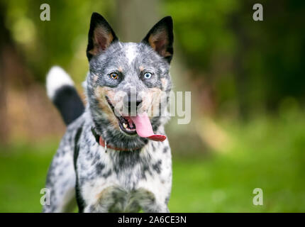 Un heureux chien bovins australiens avec heterochromia dans ses yeux, et haletant avec une très longue langue sortir de sa bouche Banque D'Images