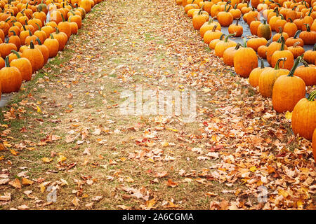 Les citrouilles dans une rangée à un potager à l'automne. Chemin de feuilles mortes sur le terrain. Banque D'Images