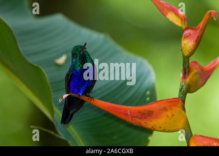 Un homme iridescent Violet-bellied Hummingbird, Juliamyia julie, à la découverte de la forêt tropicale au Panama. Banque D'Images