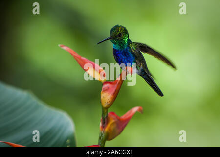 Un homme iridescent Violet-bellied Hummingbird, Juliamyia julie, à la découverte de la forêt tropicale au Panama. Banque D'Images