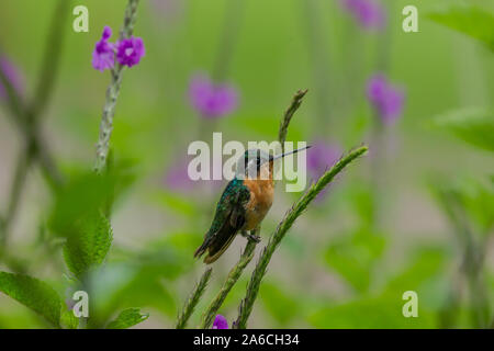 Une femelle Montagne à ventre blanc-gem Hummingbird, Lampornis hemileucus, perches dans un fouillis d'Porterweed dans la forêt de nuages du Costa Rica. Banque D'Images