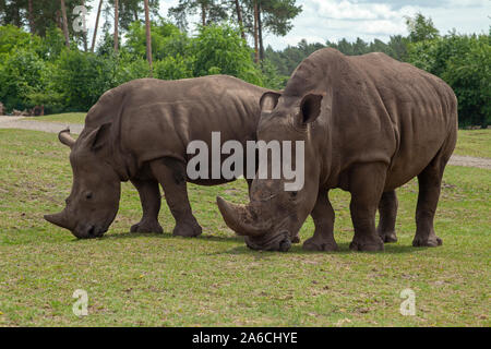 Deux carrés-lipped les rhinocéros (Ceratotherium simum) sont au pâturage parc Serengeti Hodenhagen en Basse-Saxe, Allemagne. Banque D'Images