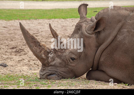 Portrait d'un vieux square-lipped rhinoceros (Ceratotherium simum). Banque D'Images