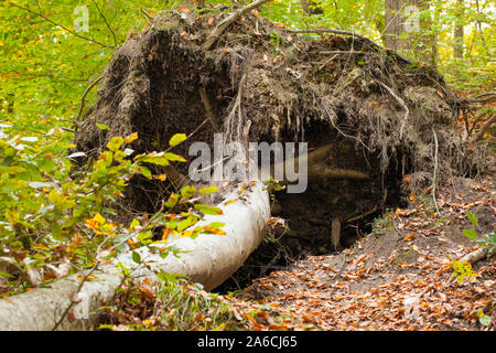 Un arbre tombé dans la forêt, arrachés à la racine Banque D'Images