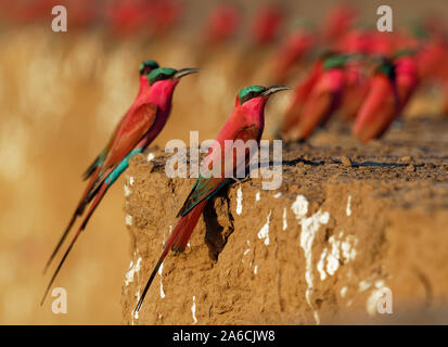 Bel oiseau rouge - Sud de Carmine Bee-eater - Merops nubicus nubicoides battant et assis sur leur colonie de nidification dans la région de Mana Pools au Zimbabwe, l'Afrique. Banque D'Images