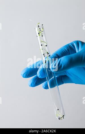 Image conceptuelle de la recherche sur les végétaux et le génie génétique. Hand holding test tube avec des semis. Banque D'Images