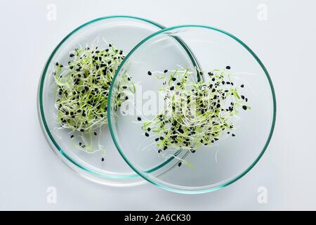 Image conceptuelle de la recherche sur les végétaux et le génie génétique. Les semis croissant dans le laboratoire. Banque D'Images