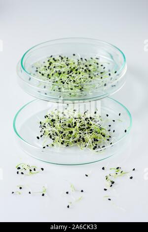 Image conceptuelle de la recherche sur les végétaux et le génie génétique. Les semis croissant dans la pile de petri. Banque D'Images