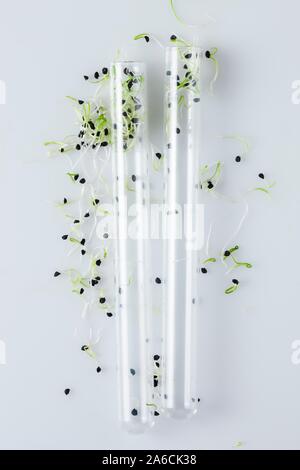 Image conceptuelle de la recherche sur les végétaux et le génie génétique. Les semis croissant dans le laboratoire. Banque D'Images
