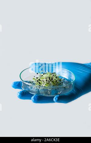 Image conceptuelle de la recherche sur les végétaux et le génie génétique. Main tenant la boîte de pétri avec semis. Banque D'Images