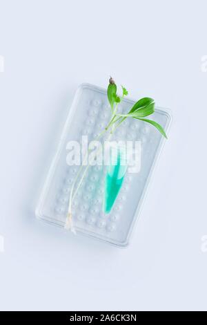 La biotechnologie des plantes et de la recherche, de l'artwork. Banque D'Images