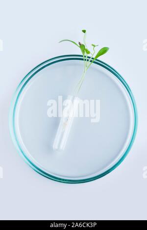 La biotechnologie des plantes et de la recherche, de l'artwork. Banque D'Images