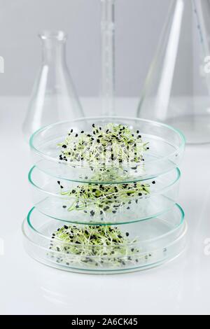 Image conceptuelle de la recherche sur les végétaux et le génie génétique. Les semis croissant dans la pile de petri. Banque D'Images