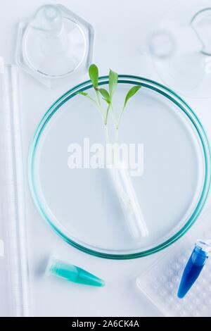 La biotechnologie des plantes et de la recherche, de l'artwork. Banque D'Images