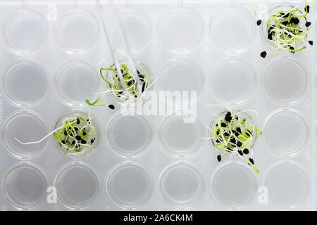 Image conceptuelle de la recherche sur les végétaux et le génie génétique. Les semis croissant dans le laboratoire. Banque D'Images