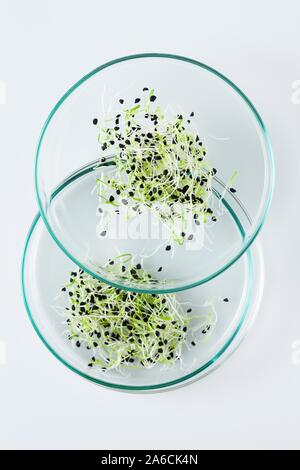 Image conceptuelle de la recherche sur les végétaux et le génie génétique. Les semis croissant dans le laboratoire. Banque D'Images