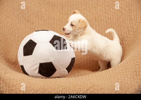 Portrait d'un jeune bâtard jouant avec un gros ballon. Banque D'Images