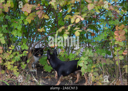 Adorable chihuahua chien et chaton posant ensemble en plein air. Drapeau tricolore noir-blanc-rouge-haired cat et chihuahua dog Banque D'Images