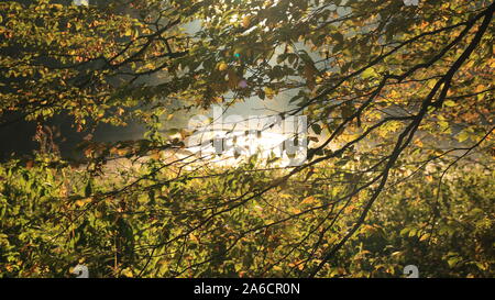 Matin dans la forêt sur photo riverside Banque D'Images