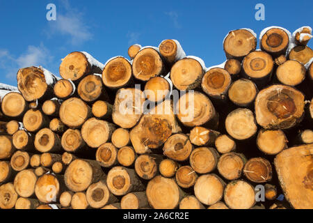 Les troncs d'arbres empilés dans les montagnes du Harz, Allemagne. Banque D'Images