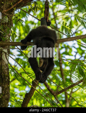 Singe hurleur du Guatemala, Alouatta pigra, se bloque avec sa queue préhensile et se nourrit de feuilles dans le parc national de Tikal, Guatemala. Banque D'Images