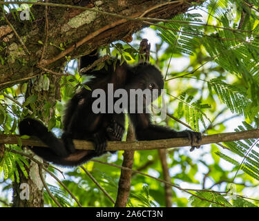 Singe hurleur du Guatemala, Alouatta pigra, accroche sur avec sa queue préhensile et repose sur une branche d'arbre dans le parc national de Tikal, Guatemala. Banque D'Images