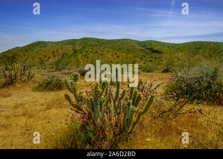 Close up of a single Cholla Cactus dans Joshua Tree National Park, Californie Banque D'Images