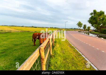 Ranch le long de la voie avec deux bêtes de pâturage des vaches Banque D'Images