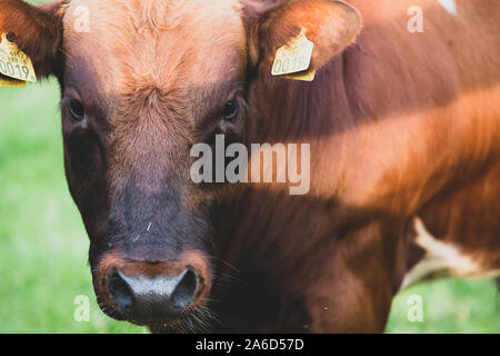 Maître boeuf marron tête de bétail de Bull sur l'image des Pays-Bas Banque D'Images