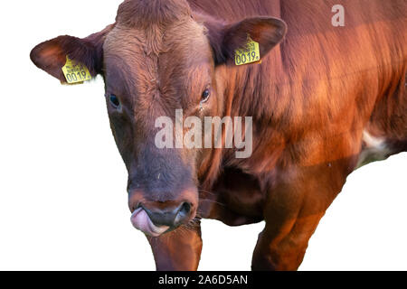 Maître boeuf marron sur la tête de bétail bull isolé photo du Nethelands Banque D'Images