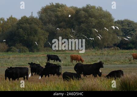 Héron garde-boeufs (Bubulcus ibis) troupeau survolant et d'alimentation près de pâturage du bétail sur les pâturages marécageux, les niveaux de Somerset, Royaume-Uni, octobre 2019. Banque D'Images