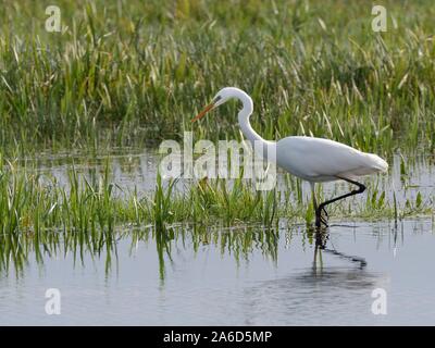 Grande aigrette (Egretta alba) la chasse de poissons dans un bassin de marais, les niveaux de Somerset, au Royaume-Uni, en octobre. Banque D'Images