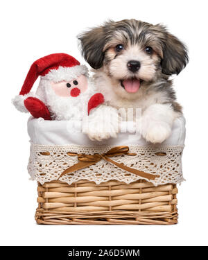 Heureux Bichon Havanais chiot chien dans un panier avec un petit Père Noël peluche - Isolé sur fond blanc Banque D'Images