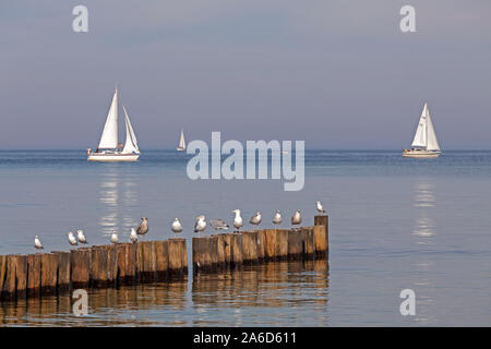 Les mouettes sont assis sur un épi avec des bateaux à voile passent dans le fond, Kühlungsborn East,Allemagne. Banque D'Images