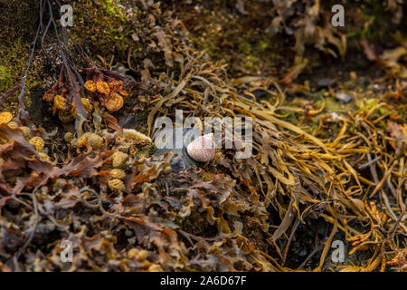 Coquille de perwinkle commune (Littorina littorea) assise sur un rocher niché dans un lit d'algues sur la côte de Bantry Bay, West Cork, Irlande. Banque D'Images