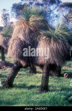 Ou BLACKBOYS GRASSTREES (XANTHORRHOEA) EN AUSTRALIE. Banque D'Images