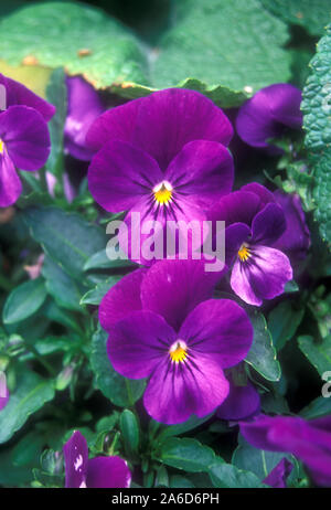 GROS PLAN DE FLEURS DE VIOLA X WITTROCKIANA (PANSÉES) 'PURPLE DUET'. AUSTRALIE. Banque D'Images