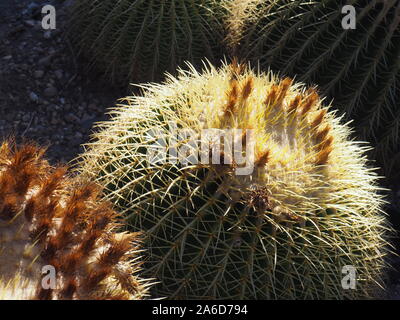 Barrel Cactus qui fleurit tôt le matin la lumière au Zoo de Santa Barbara Banque D'Images