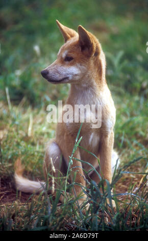 DINGO PUP, Canis familiaris, Wildlife Park, Victoria, Australie Banque D'Images