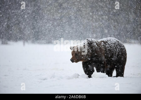 Gros ours brun photographié à la fin de l'hiver tout en marchant dans la neige dans la taïga finlandaise sous une importante chute de neige Banque D'Images