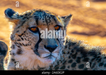 La célèbre Guépard (Acinonyx jubatus) de la Namibie Banque D'Images