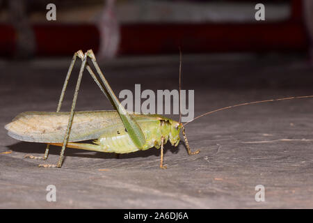 Close-up empilés Focus Image d'un jeune Carolina Praying Mantis sur le sol. Banque D'Images