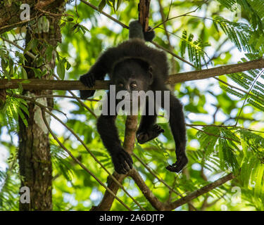 Singe hurleur du Guatemala, Alouatta pigra, se bloque avec sa queue préhensile et se nourrit de feuilles dans le parc national de Tikal, Guatemala. Banque D'Images